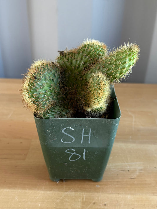 Crested Golden 'Rat Tail' Cactus | Cleistocactus winteri cristata SH81
