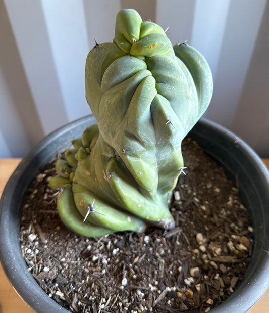 Myrtillocactus geometrizans ‘cristata’ Large Form S6