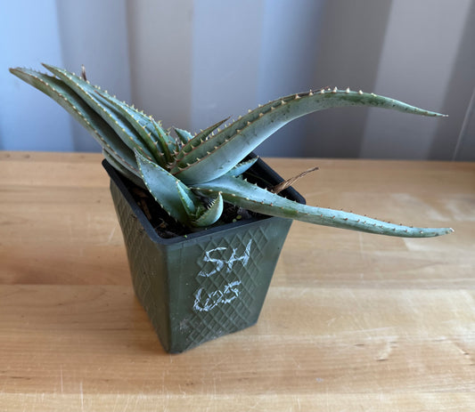 4-inch Mustache Aloe SH65 | Aloe suprafoliata