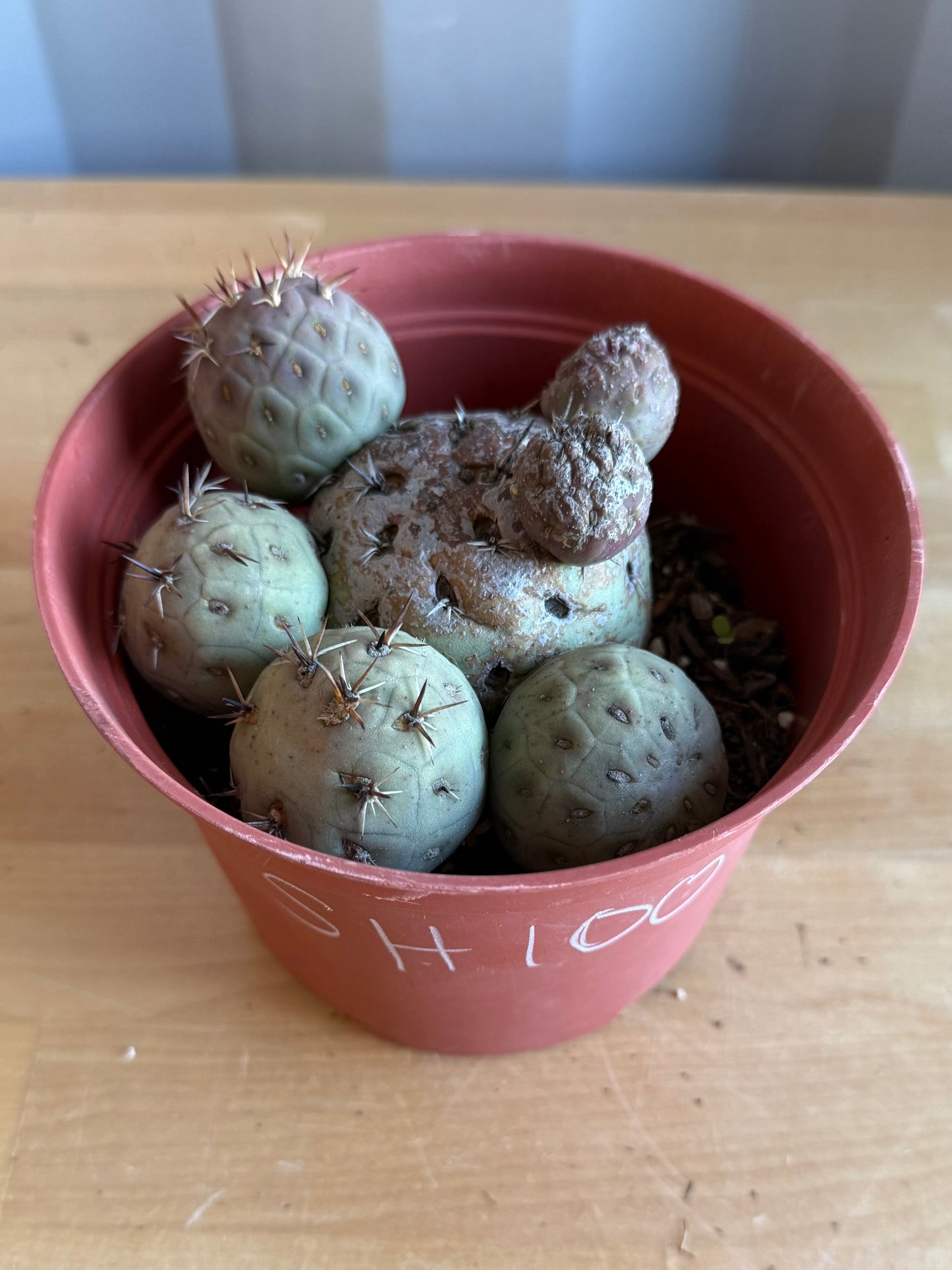 Tephrocactus Geometricus SH100