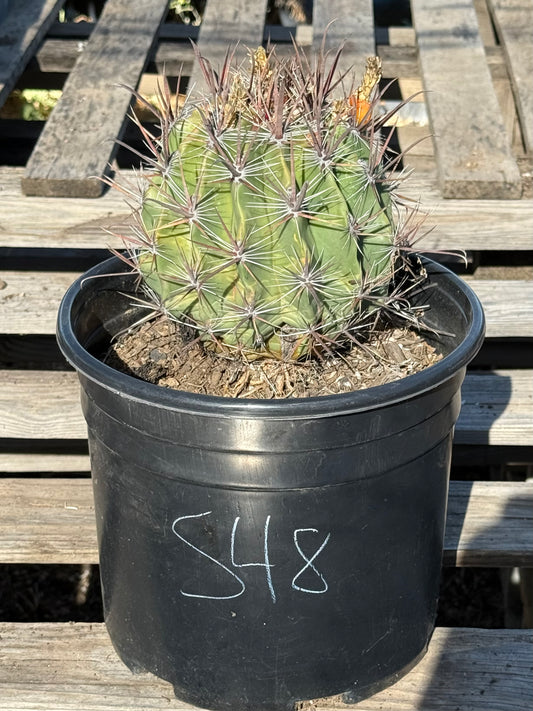 Ferocactus herrerae | Twisted Barrel Cactus S48