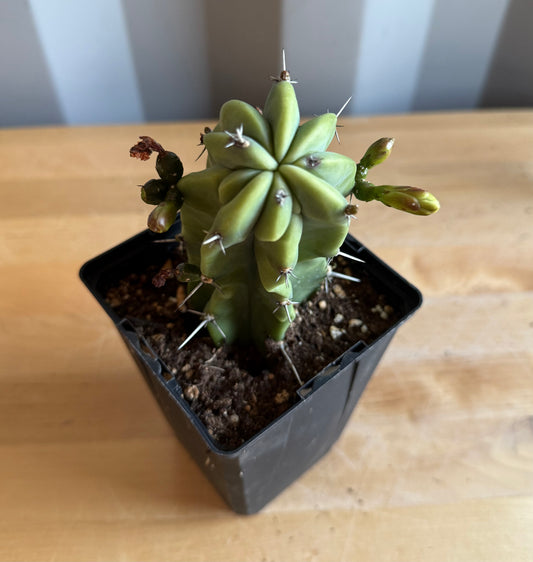 4-inch Myrtillocactus geometrizans S58