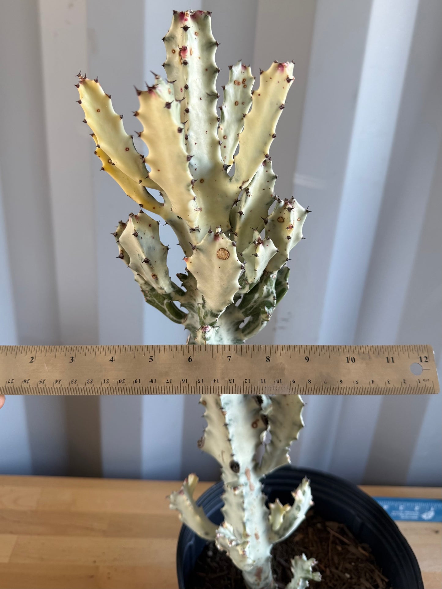 5gal ‘Dragon Bones’ | Euphorbia lactea variegata ‘White Ghost’ SH32