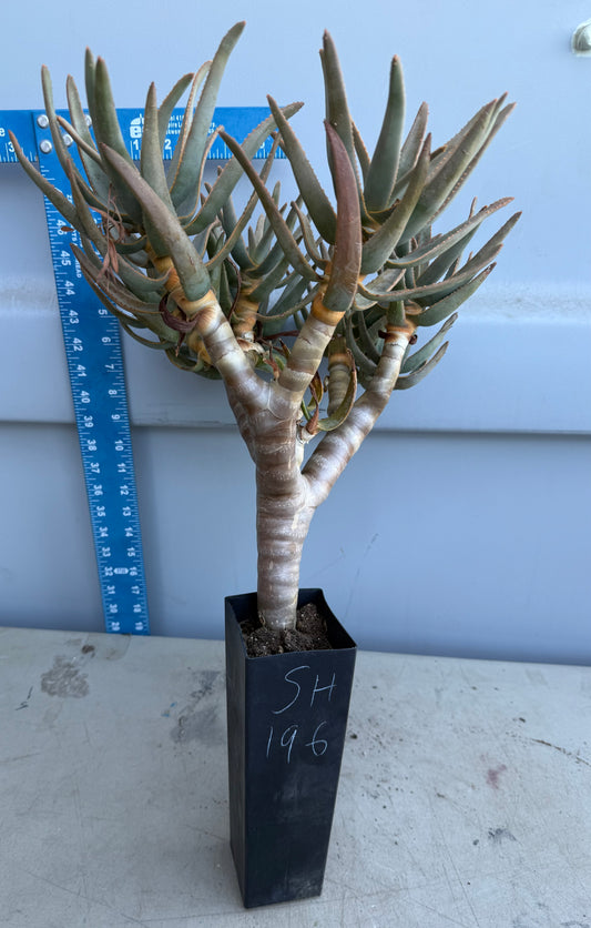 Large Aloe ramosissima cluster SH196