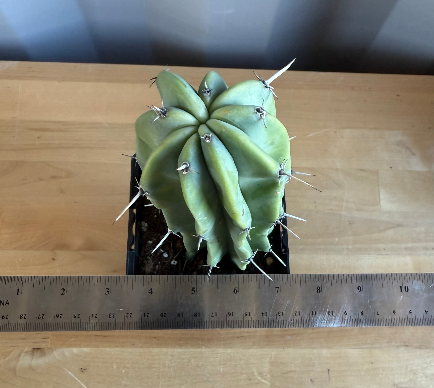 Myrtillocactus geometrizans SH18