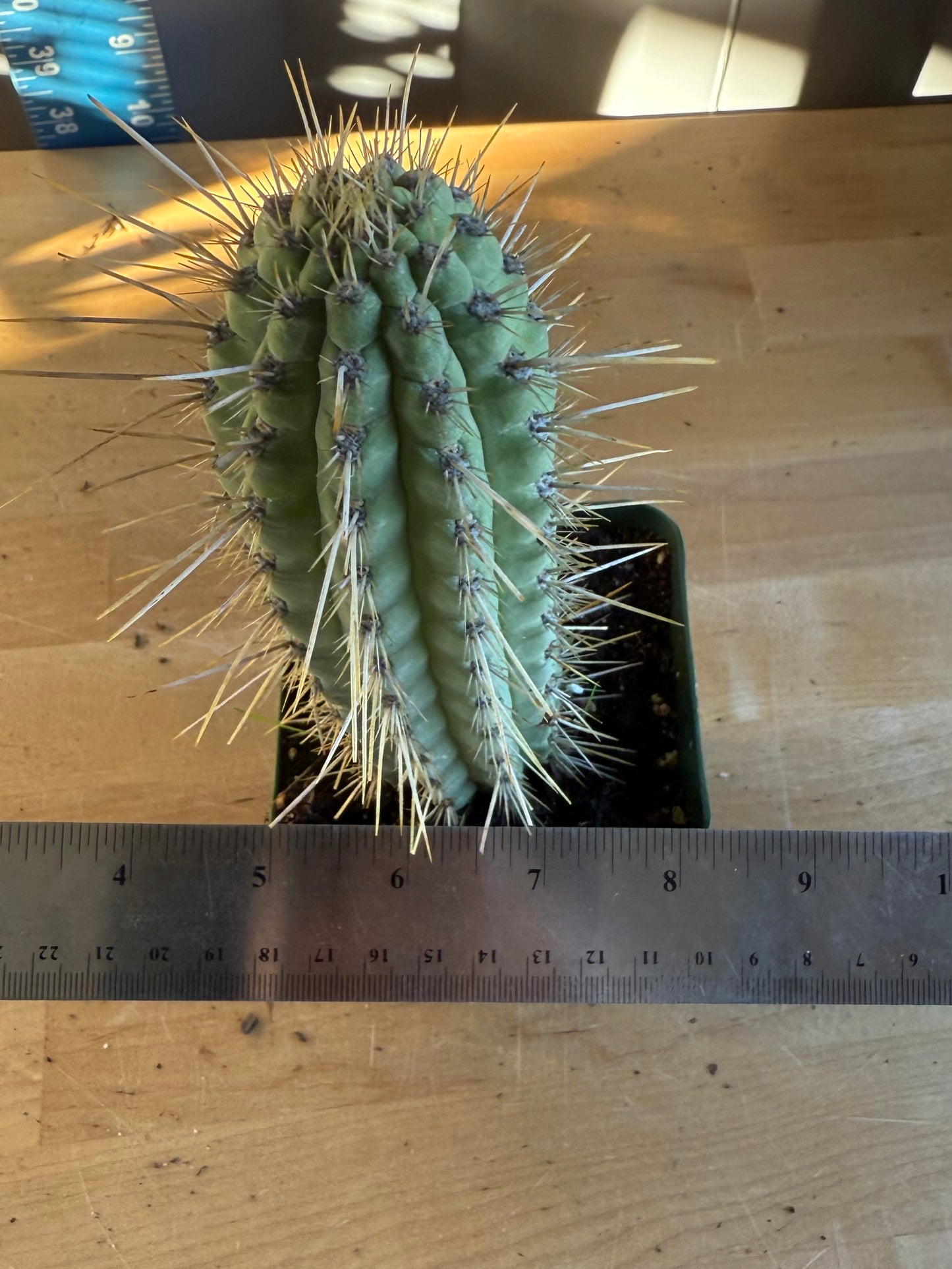 Cleistocactus SH160