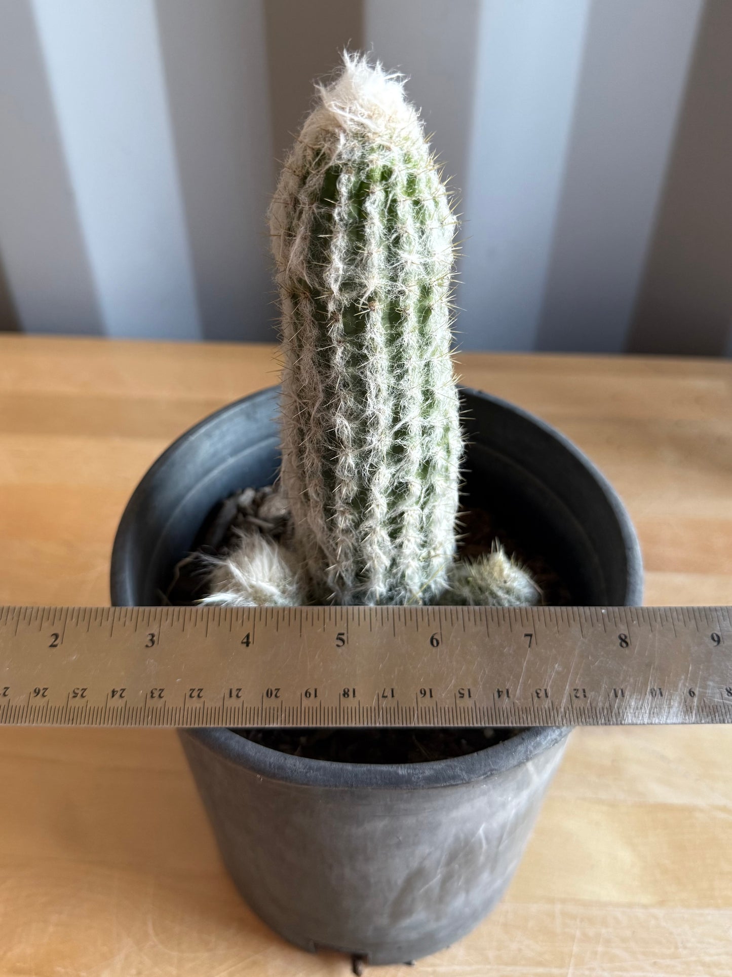 Old Man of the Andes | Oreocereus doelzianus S43