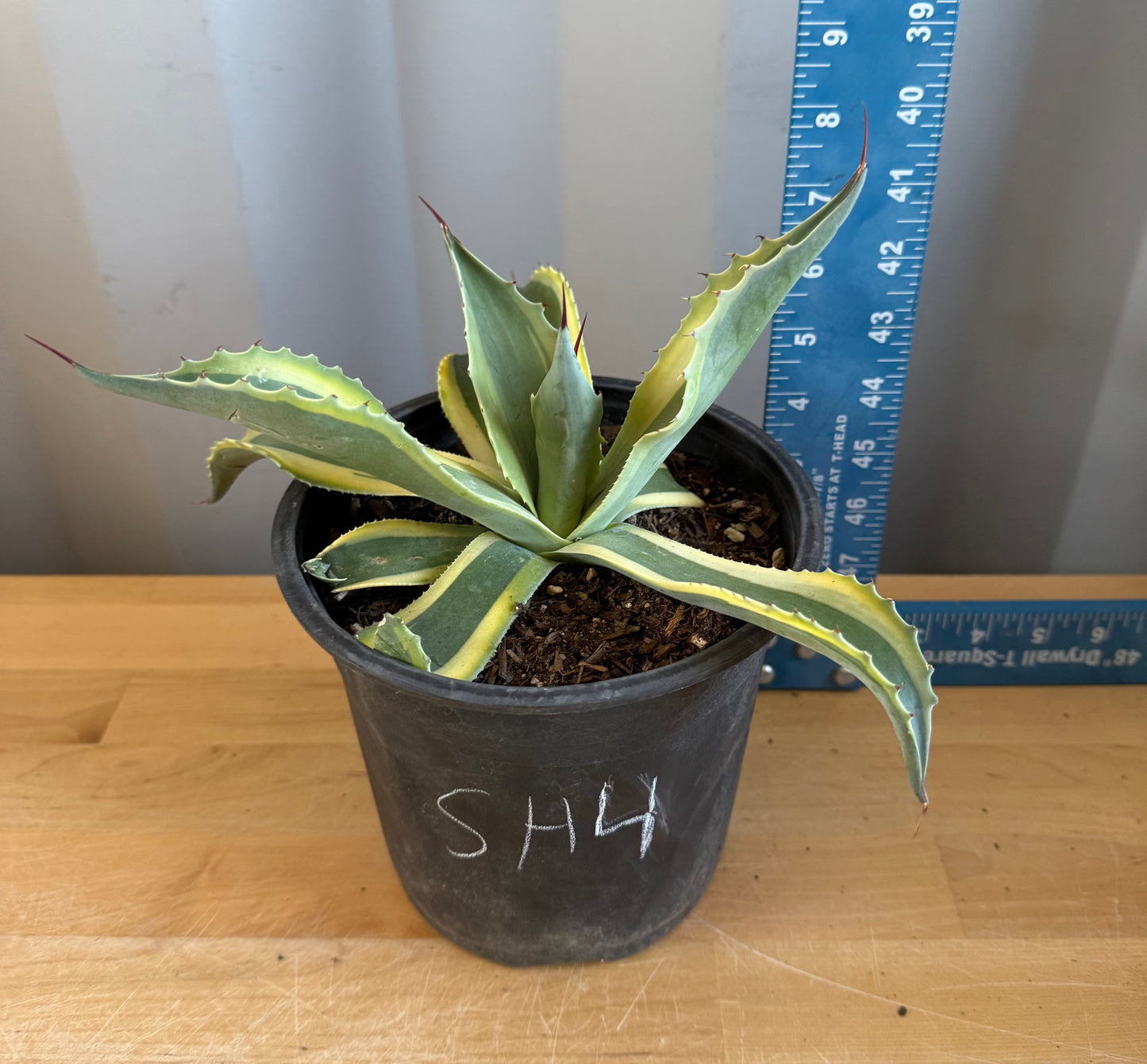 Orca Variegated Whale's Tongue Agave SH4 | Agave ovatifolia 'Orca' variegata