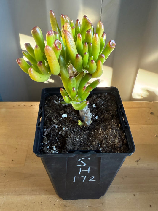 'ET Fingers' Jade SH172 | Crassula ovata 'Gollum'