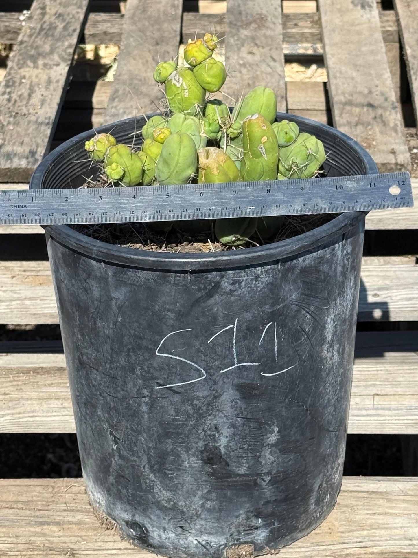 Monstrose Cactus S11