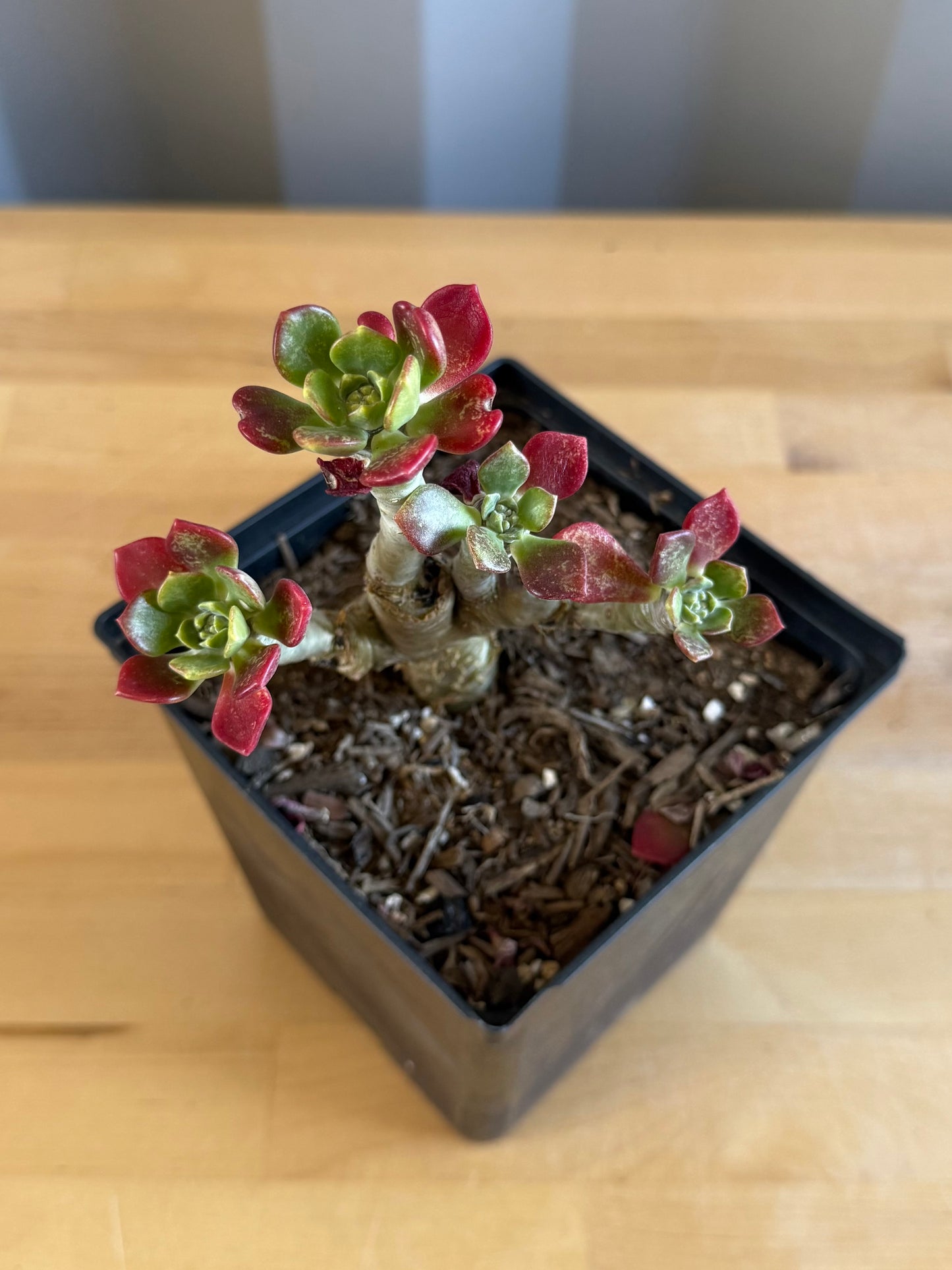 Sedum frutescens SH6