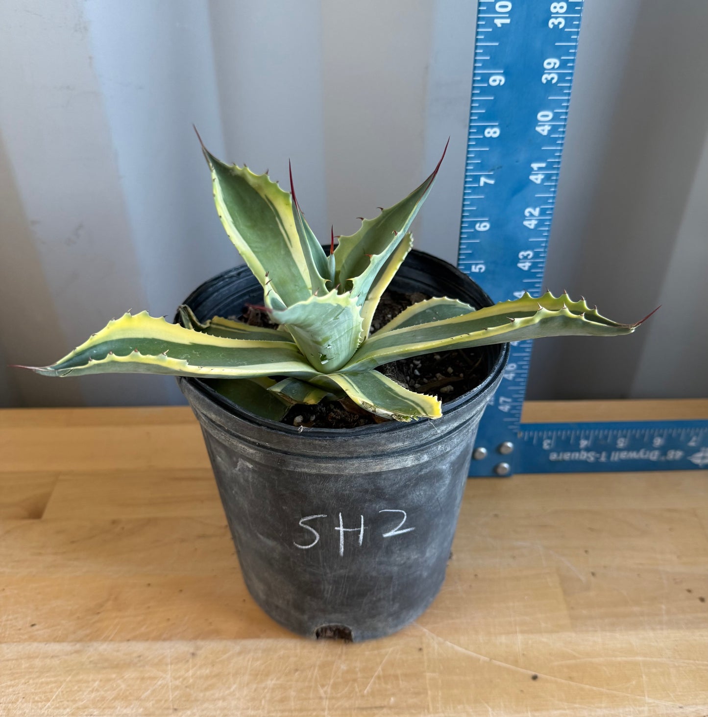 Orca Variegated Whale's Tongue Agave SH2 | Agave ovatifolia 'Orca' variegata