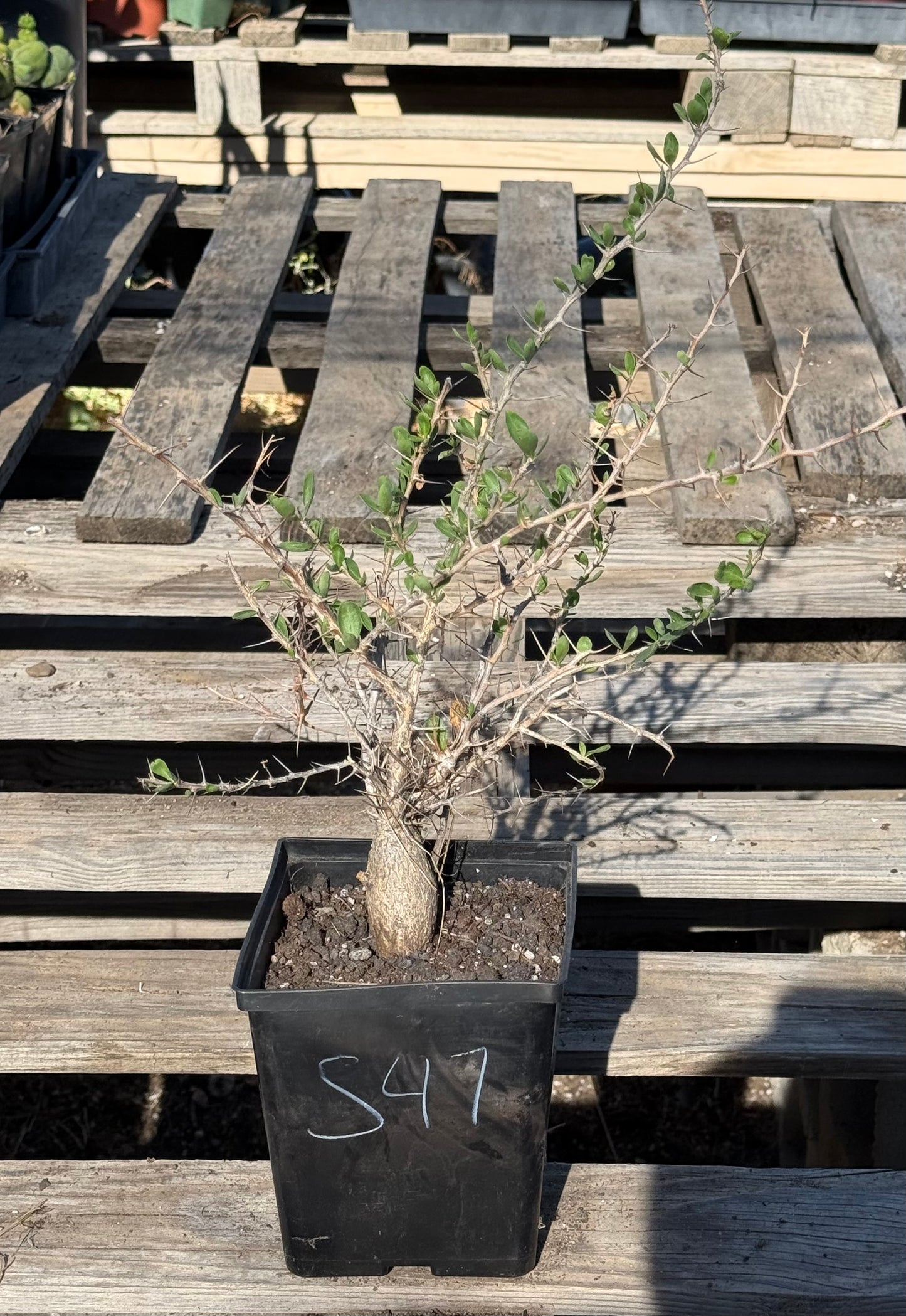 Boojum Tree S47 | Fouquieria columnaris