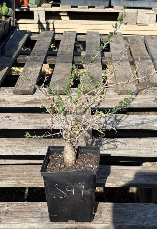 Boojum Tree S47 | Fouquieria columnaris