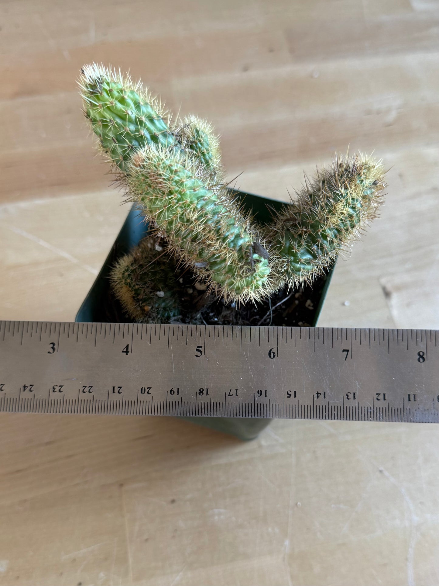 Crested Golden 'Rat Tail' Cactus | Cleistocactus winteri cristata SH81