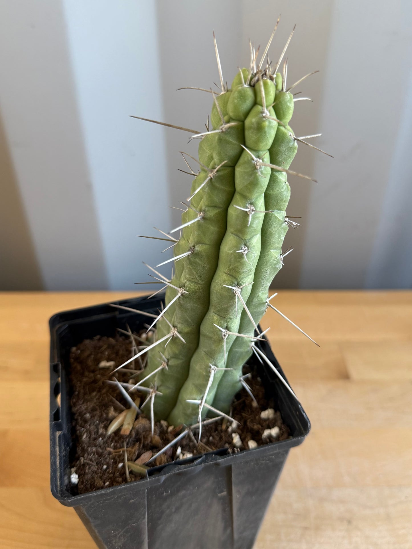 4-inch Rauhocereus riosaniensis SH15 | Rauhocereus riosaniensis ssp. jaenensis