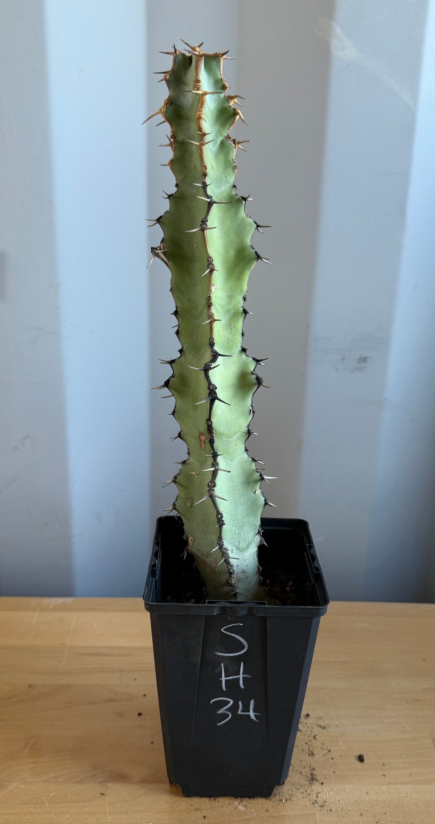 Euphorbia coerulescens SH34