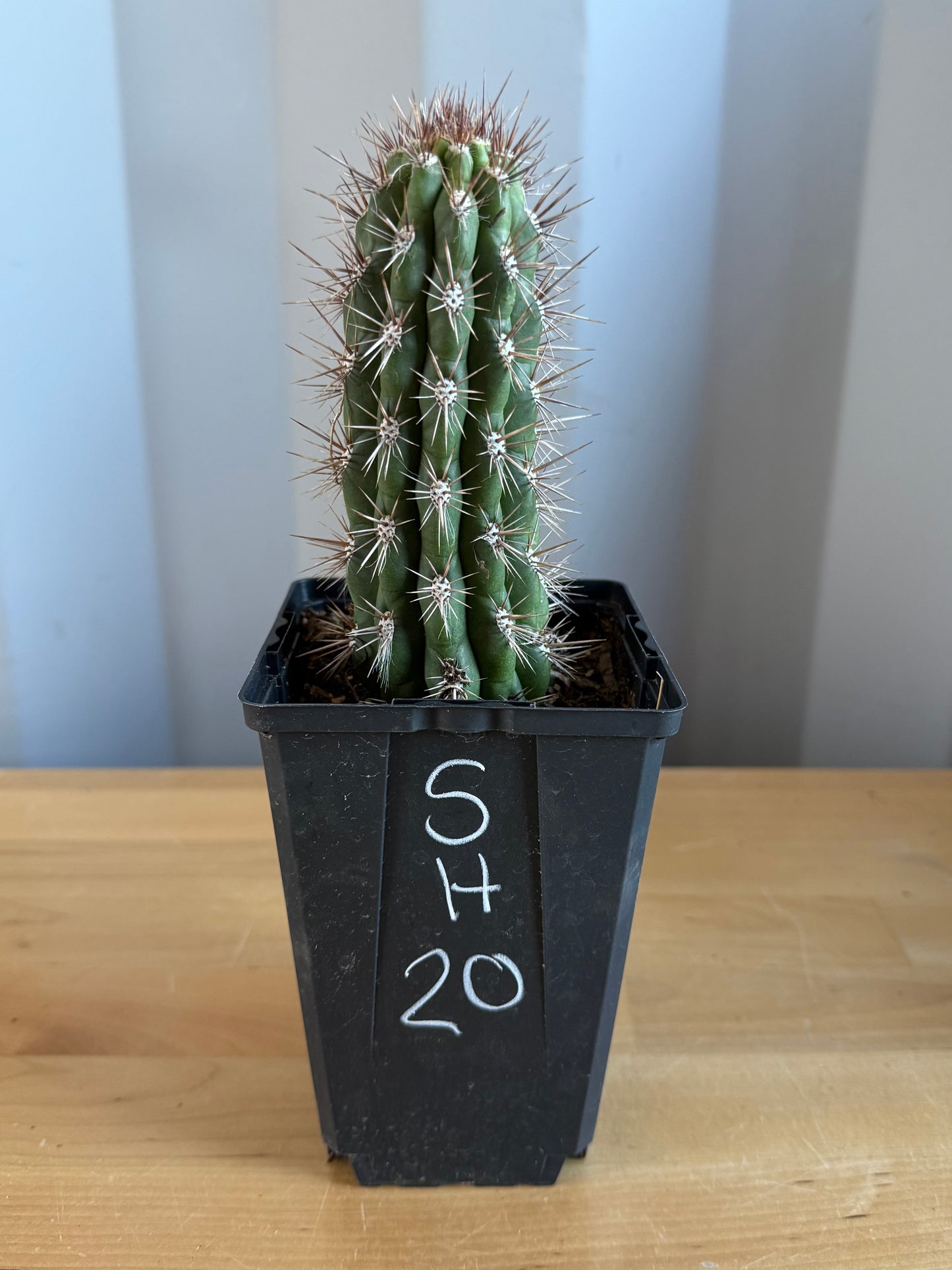 Cleistocactus fieldianus SH20