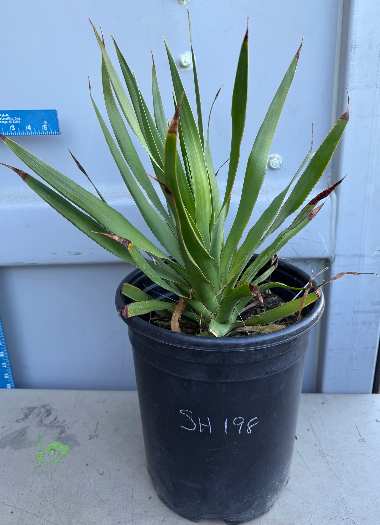 5 Gallon Dragon Tree SH198 | Dracaena draco