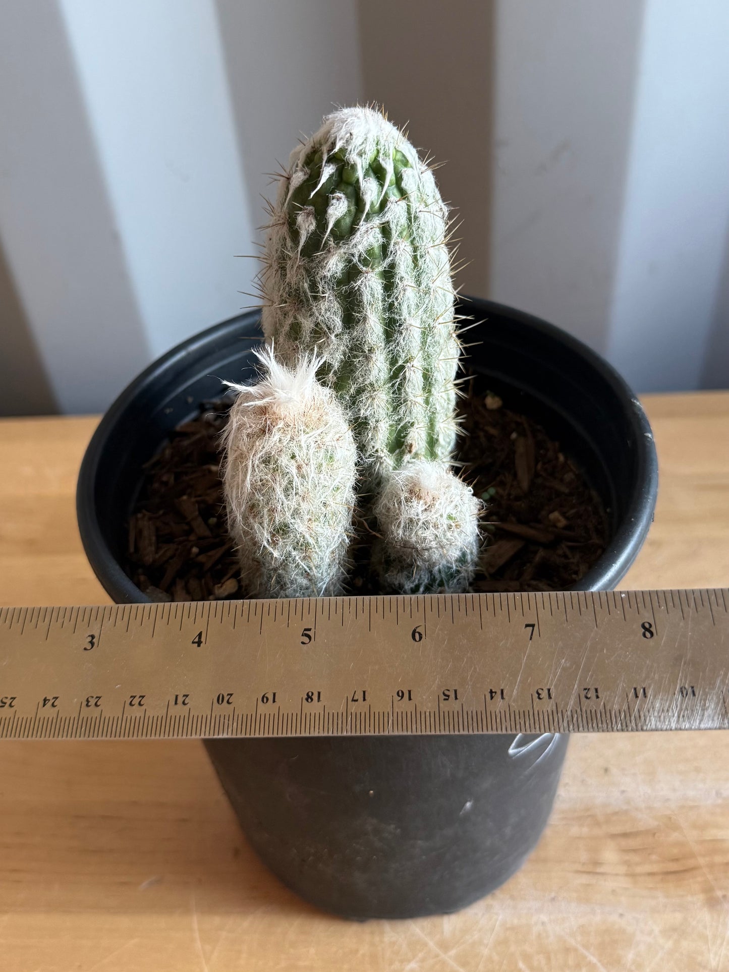 Old Man of the Andes | Oreocereus doelzianus S45