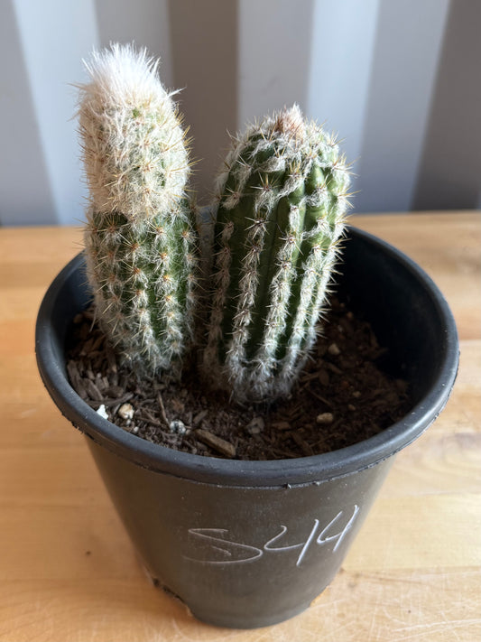 Old Man of the Andes | Oreocereus doelzianus S44