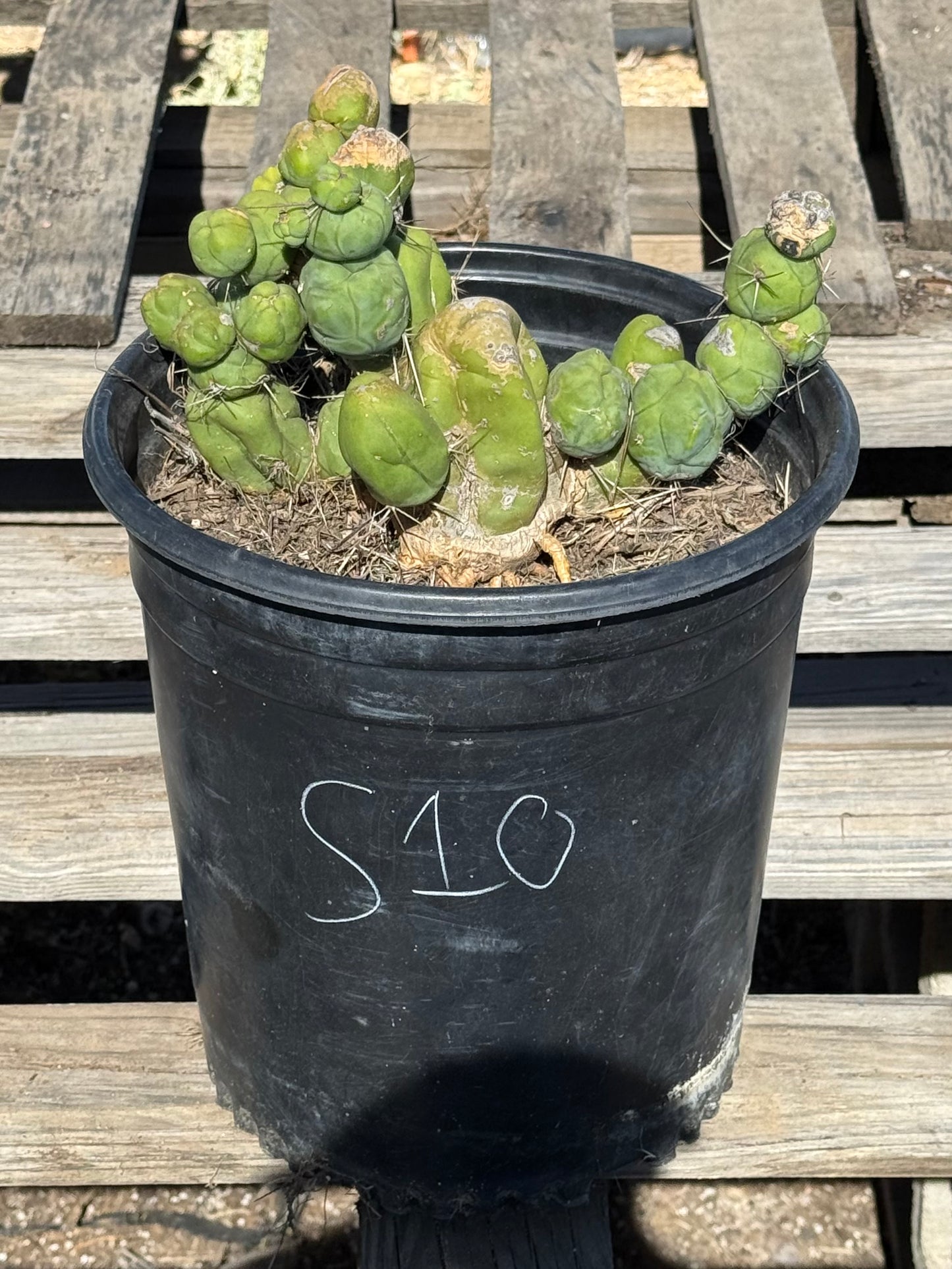 Monstrose Cactus S10
