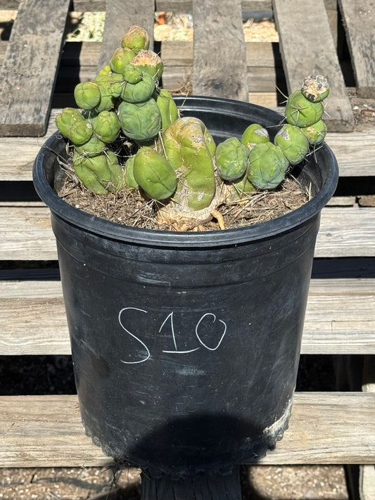 Monstrose Cactus S10
