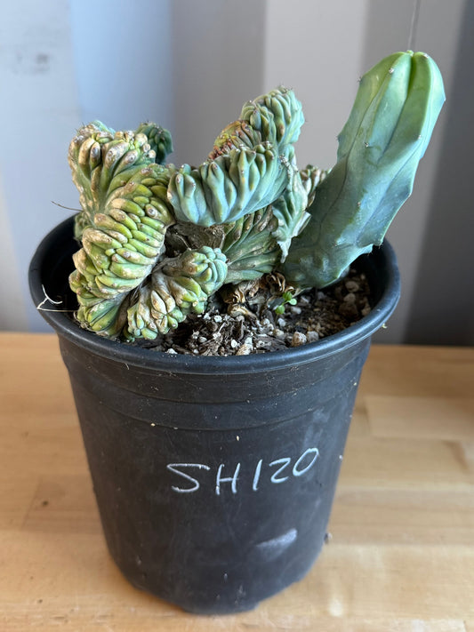 Myrtillocactus geometrizans ‘cristata’ SH120