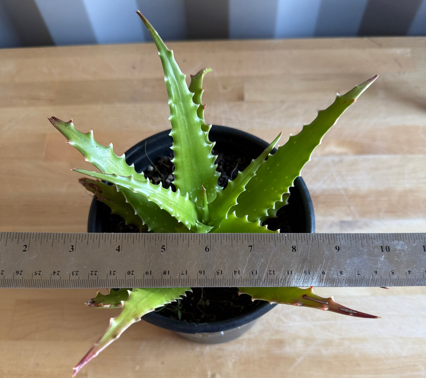 1gal Aloe dorotheae S15