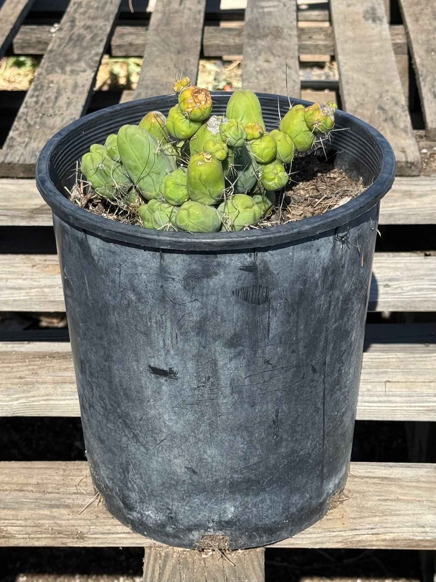 Monstrose Cactus S11
