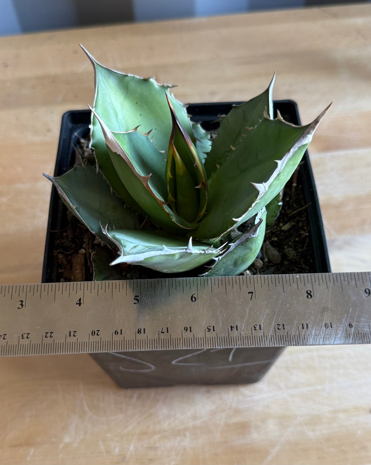 Agave titanota S21