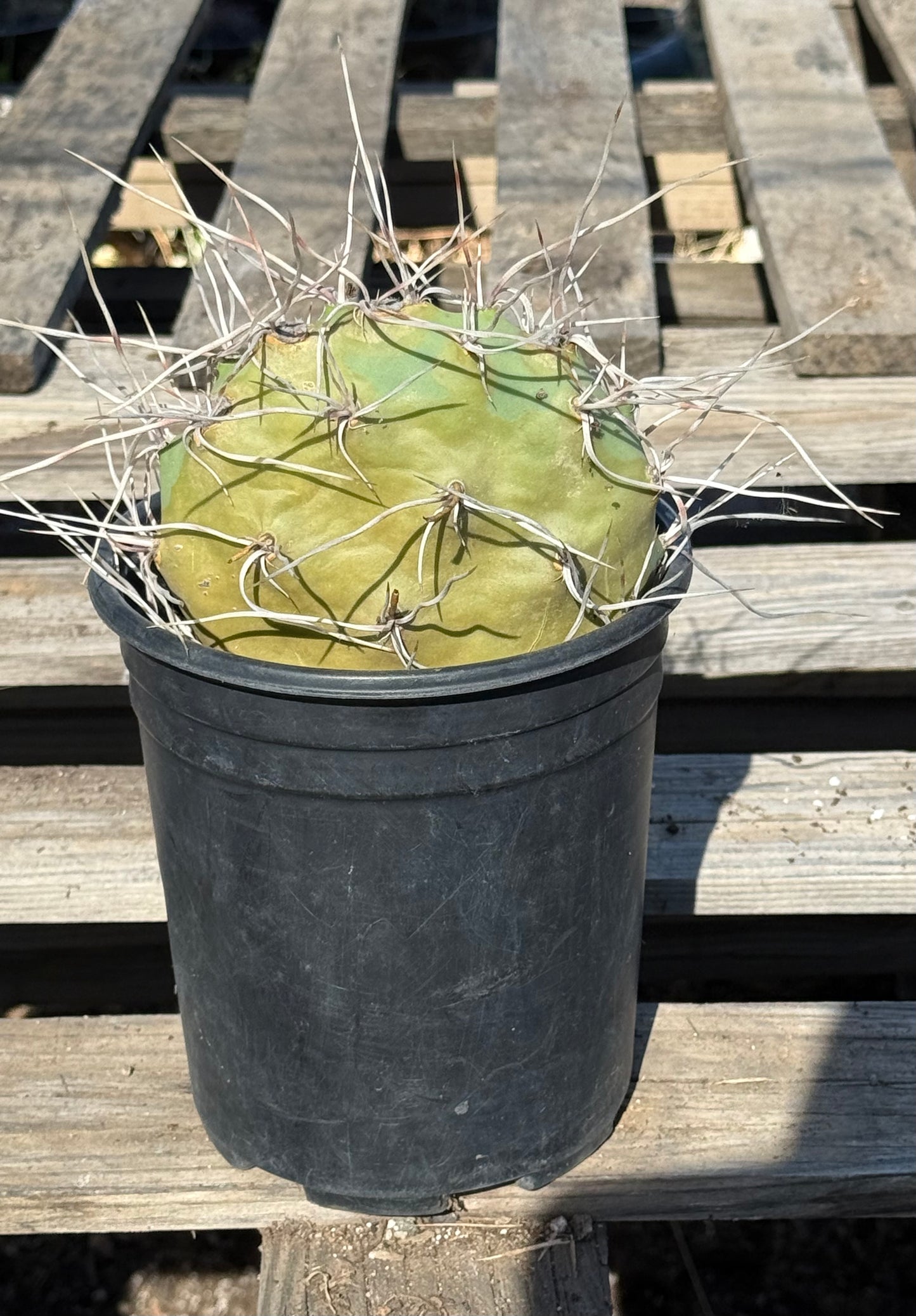 Opuntia sulphurea' AE33 | Sulphur Prickly Pear