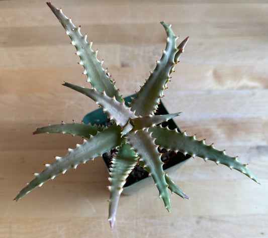 4-inch Crocodile Aloe S65