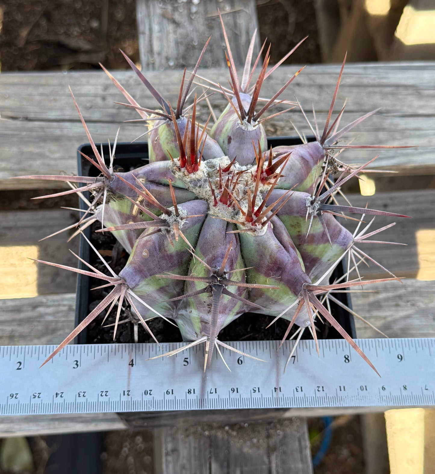 Echinocactus ingens var. grandis S40 | Echinocactus platyacanthus var. grandis