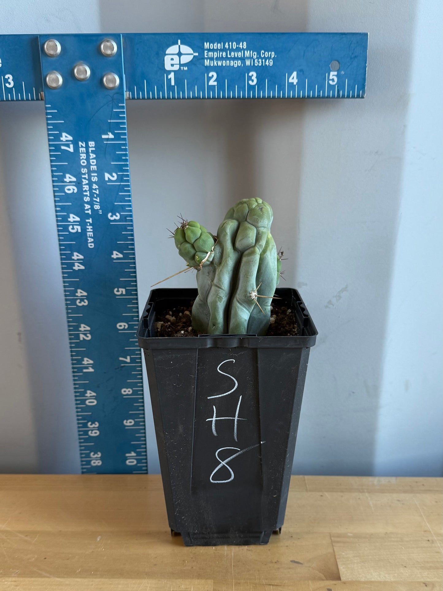 Bruce’s Dragon Cactus SH8