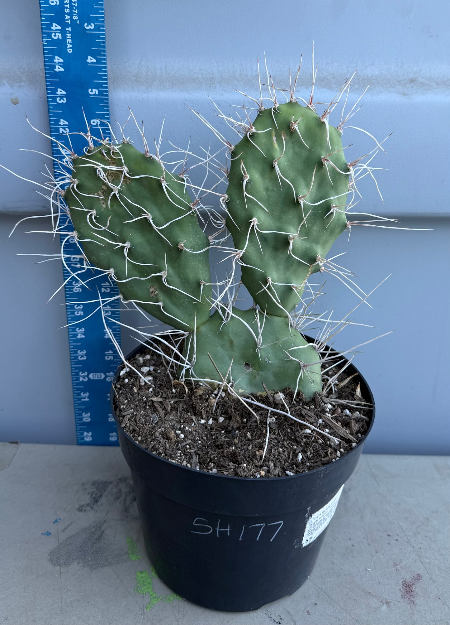 3gal Opuntia sulphurea' SH177 - Sulphur Prickly Pear
