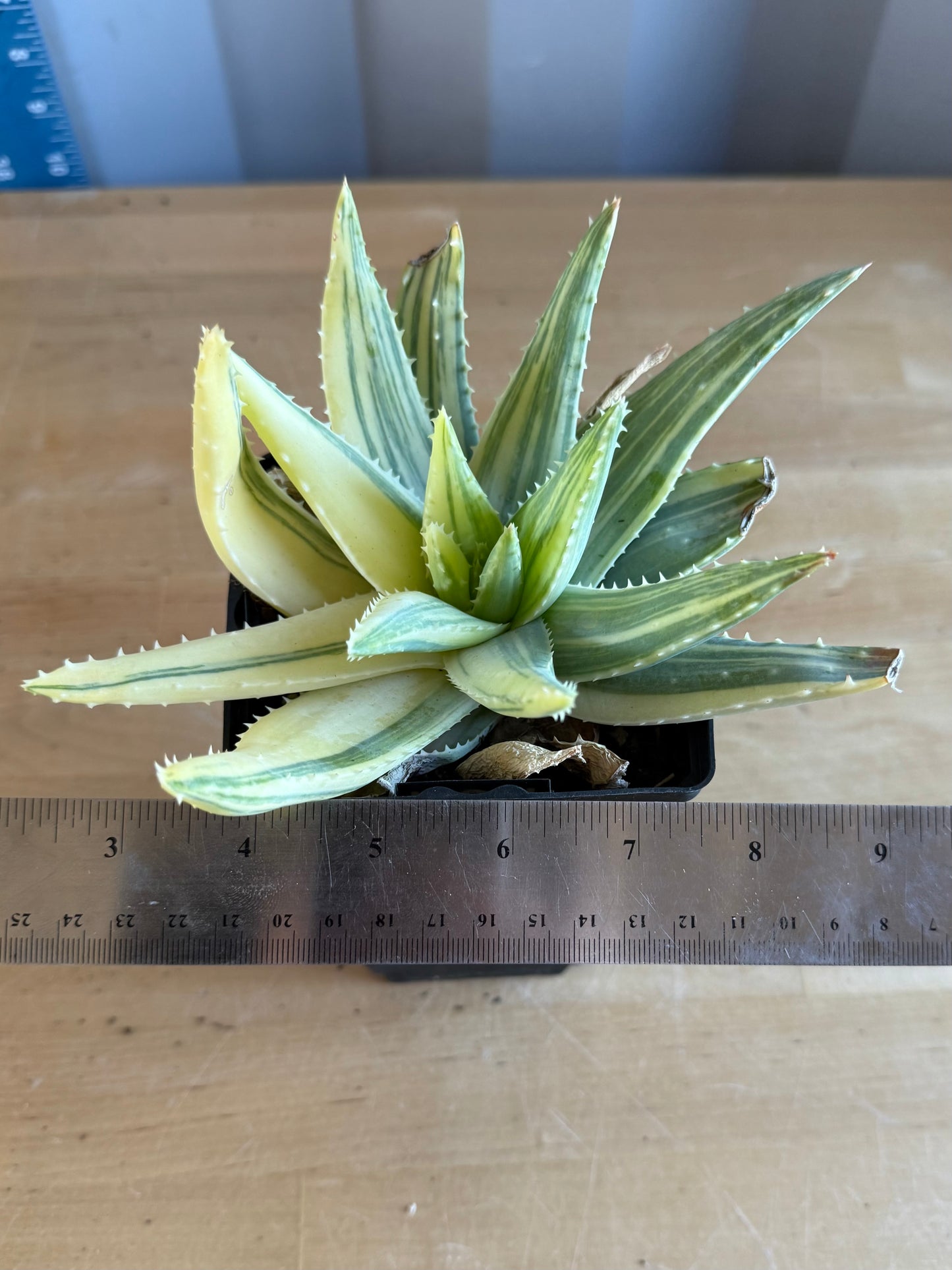 4-inch Vareigated Aloe brevifolia SH58