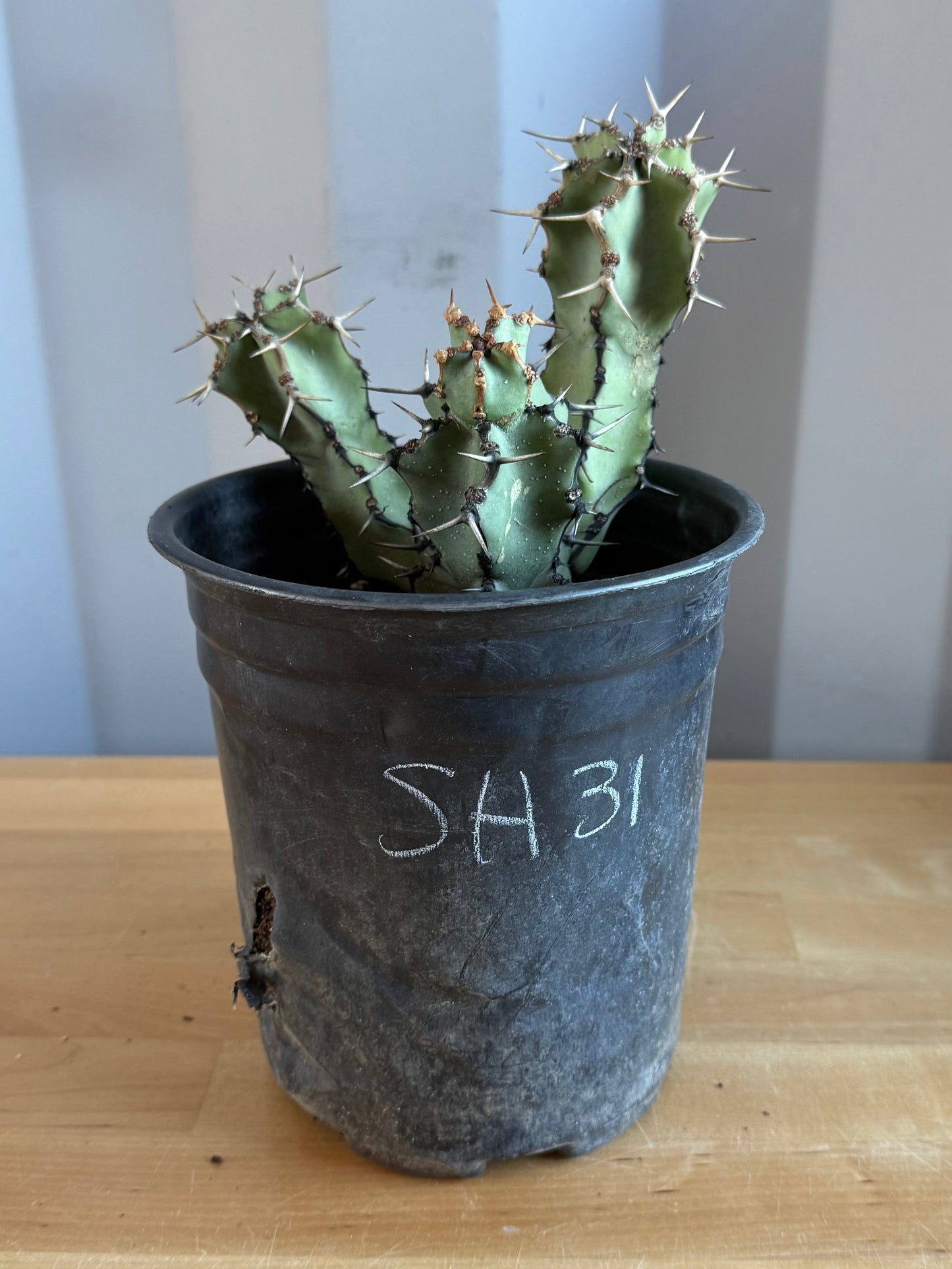 Euphorbia coerulescens SH31