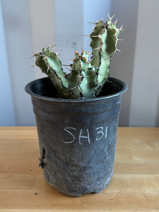 Euphorbia coerulescens SH31