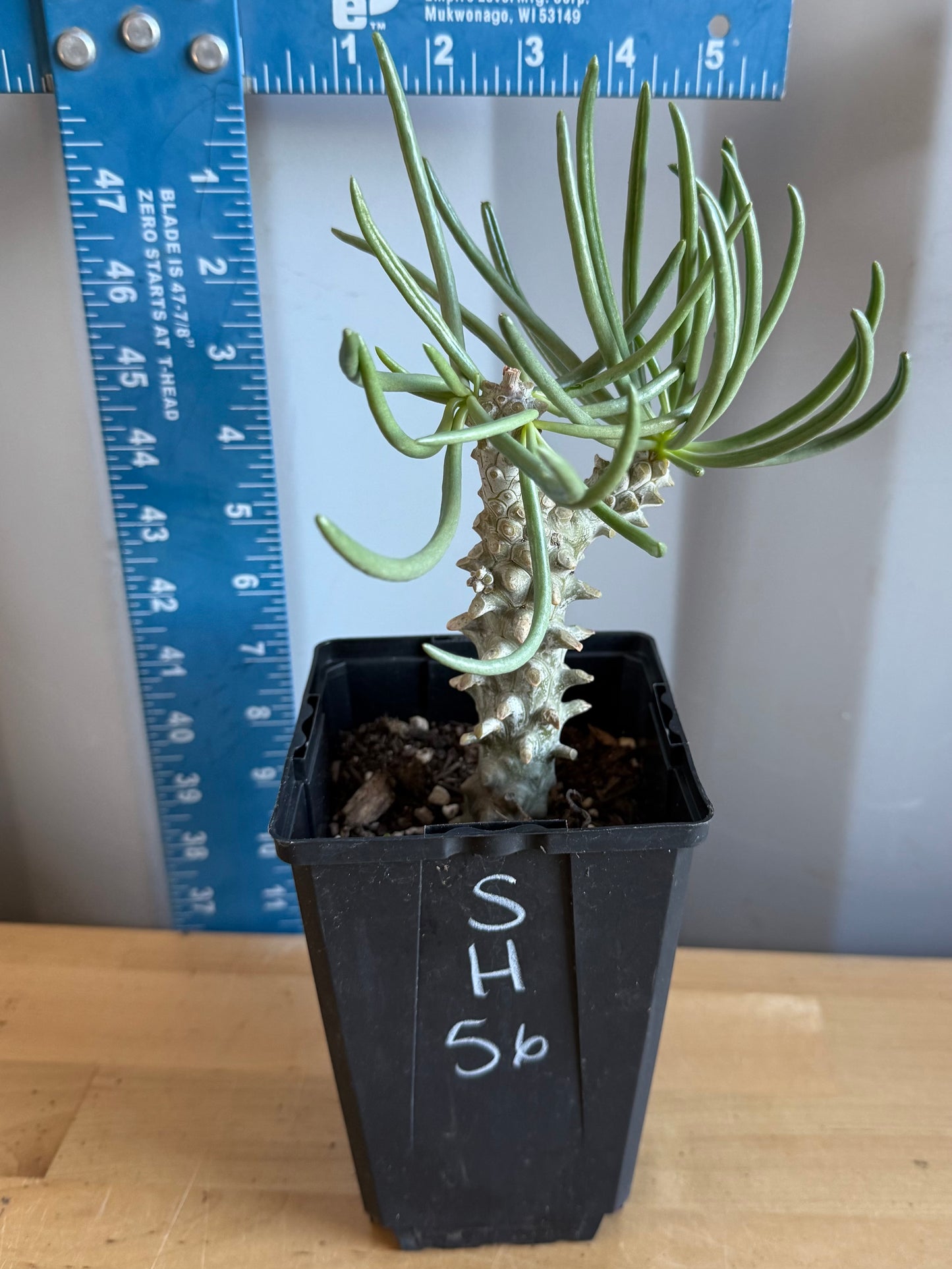 Tylecodon wallichii SH56 | Pegleg Butterbush