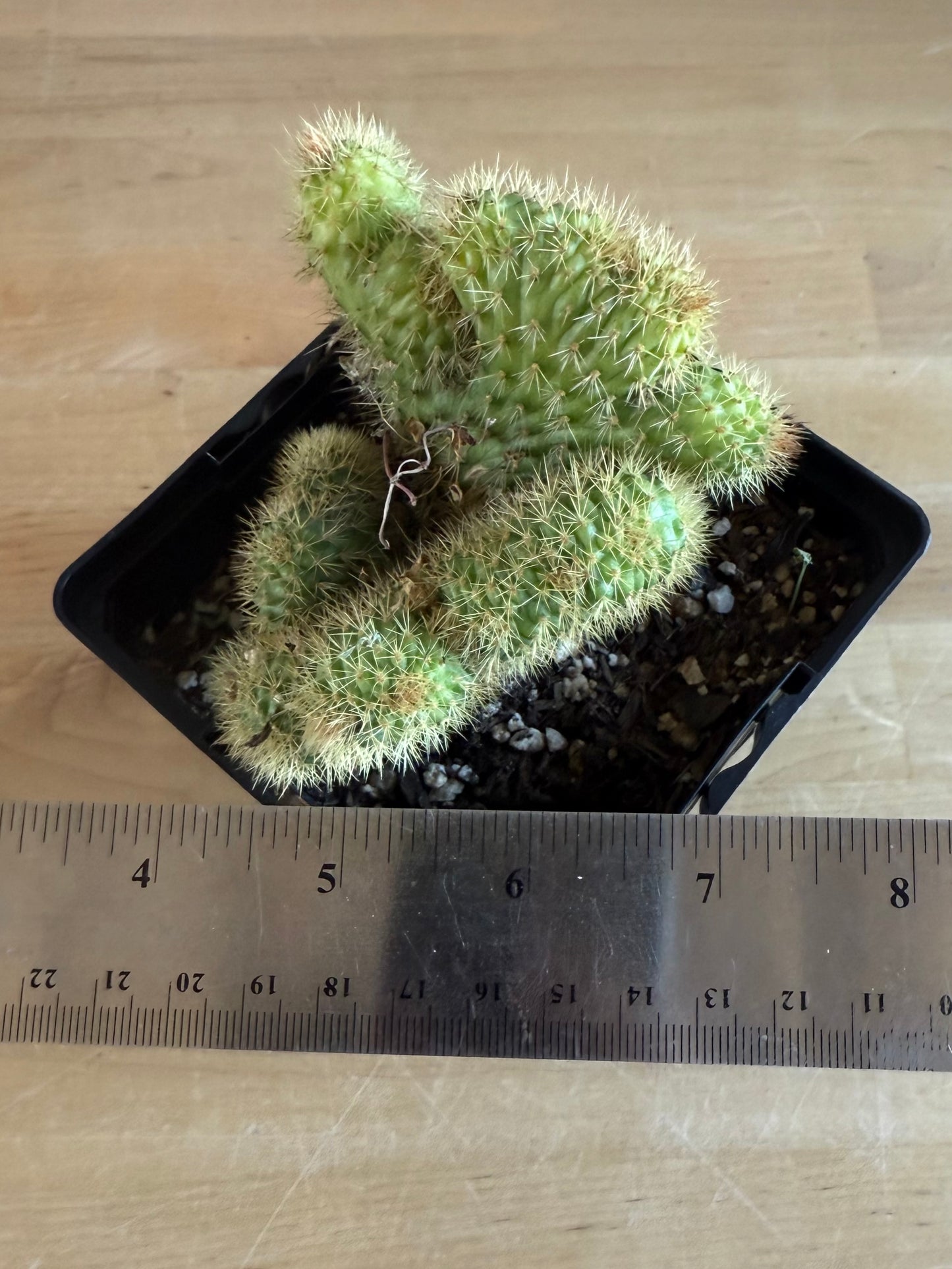 Crested Golden 'Rat Tail' Cactus | Cleistocactus winteri cristata SH87
