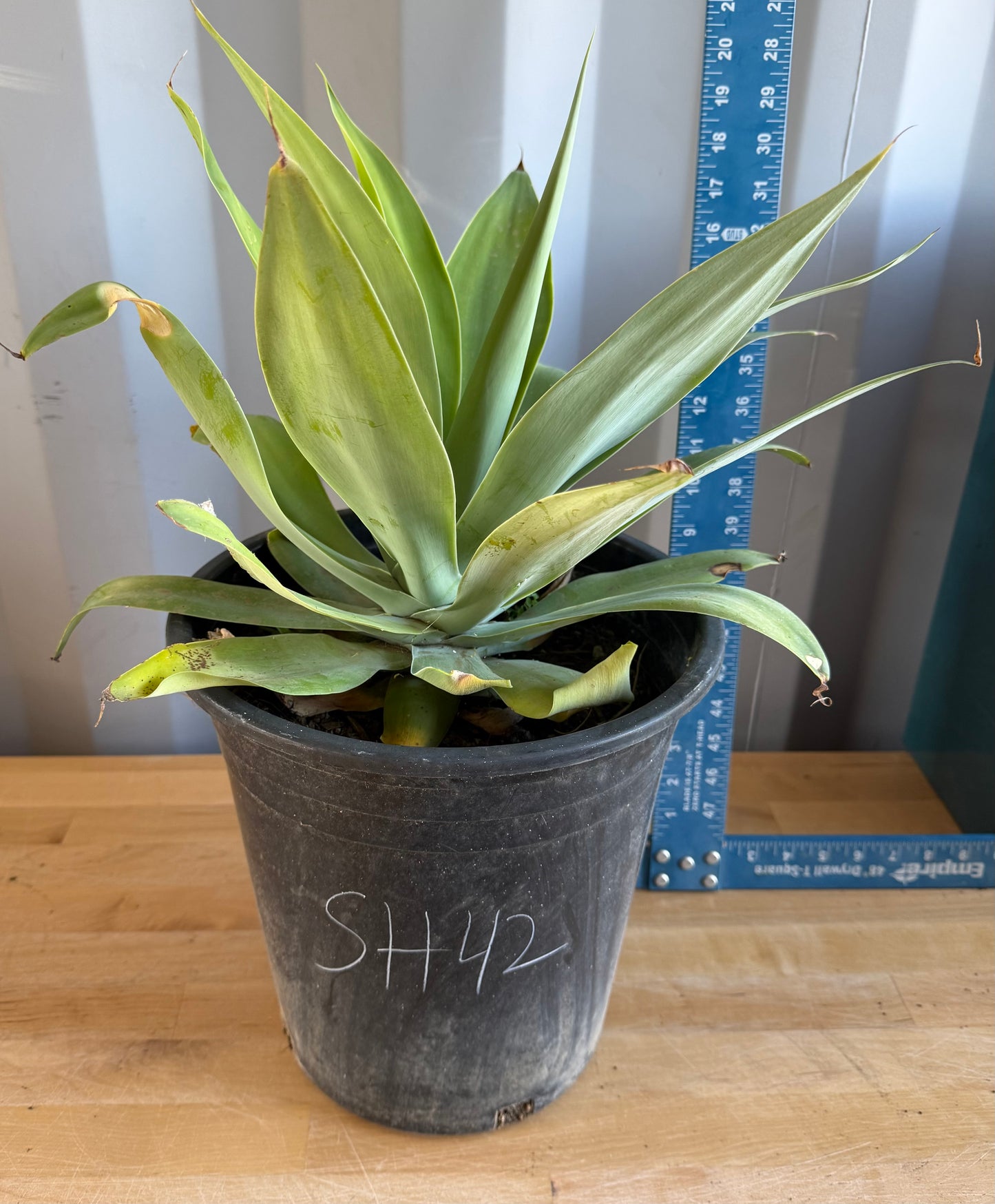 Foxtail Agave SH42 | Agave attenuata