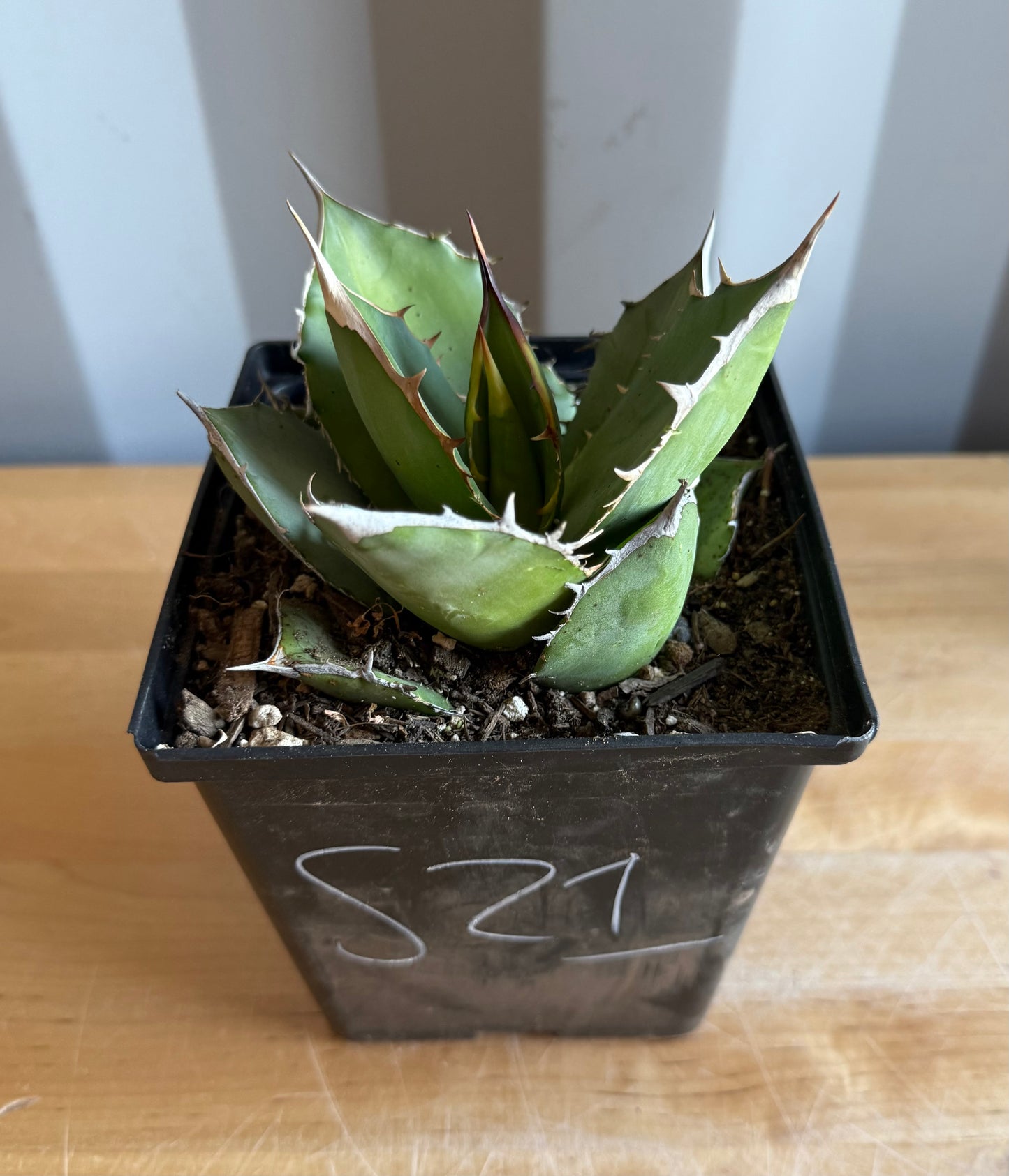 Agave titanota S21