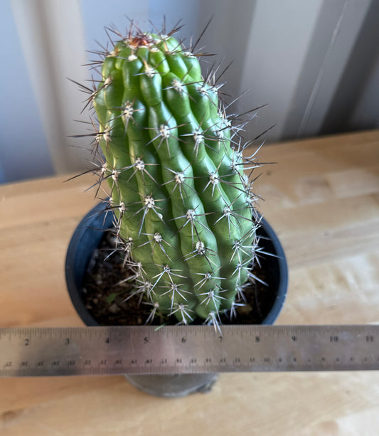Trichocereus thelegonus SH141