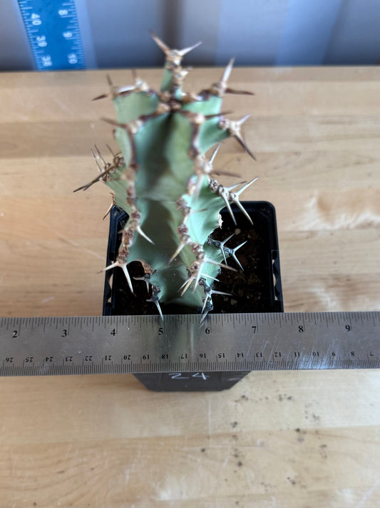 Euphorbia coerulescens SH24