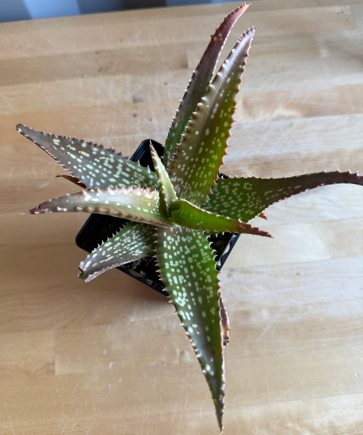 4-inch Aloe 'Cynthia Giddy' S61