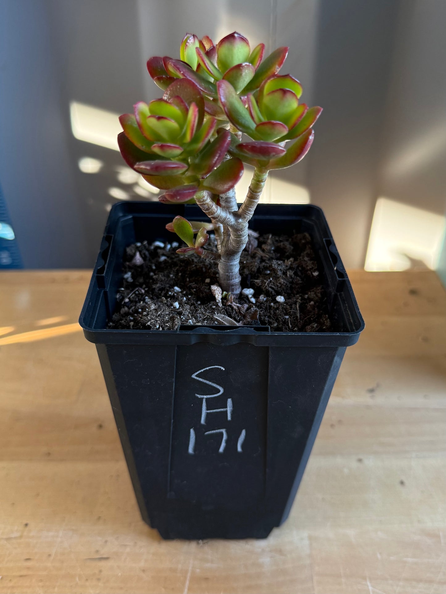 Lemon Lime Jade SH171 | Crassula ovata 'Lemon & Lime'
