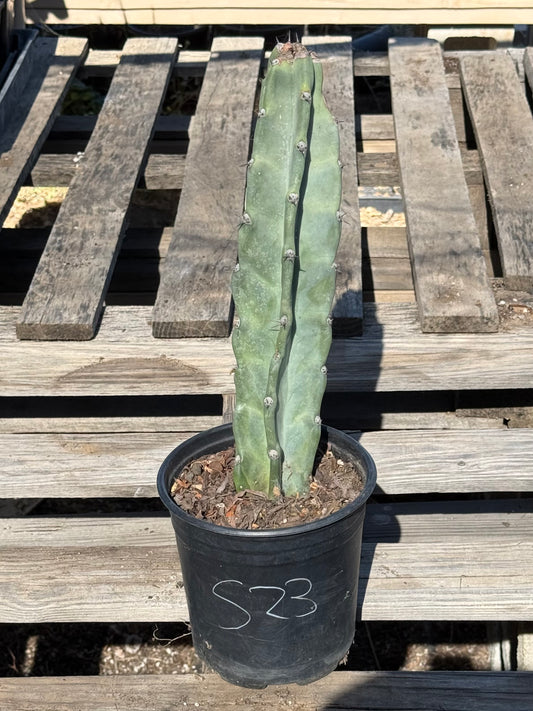 Cereus forbesii S23