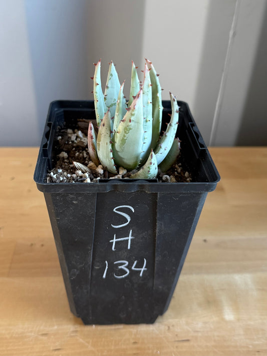 Fez Aloe SH134 | Aloe peglerae