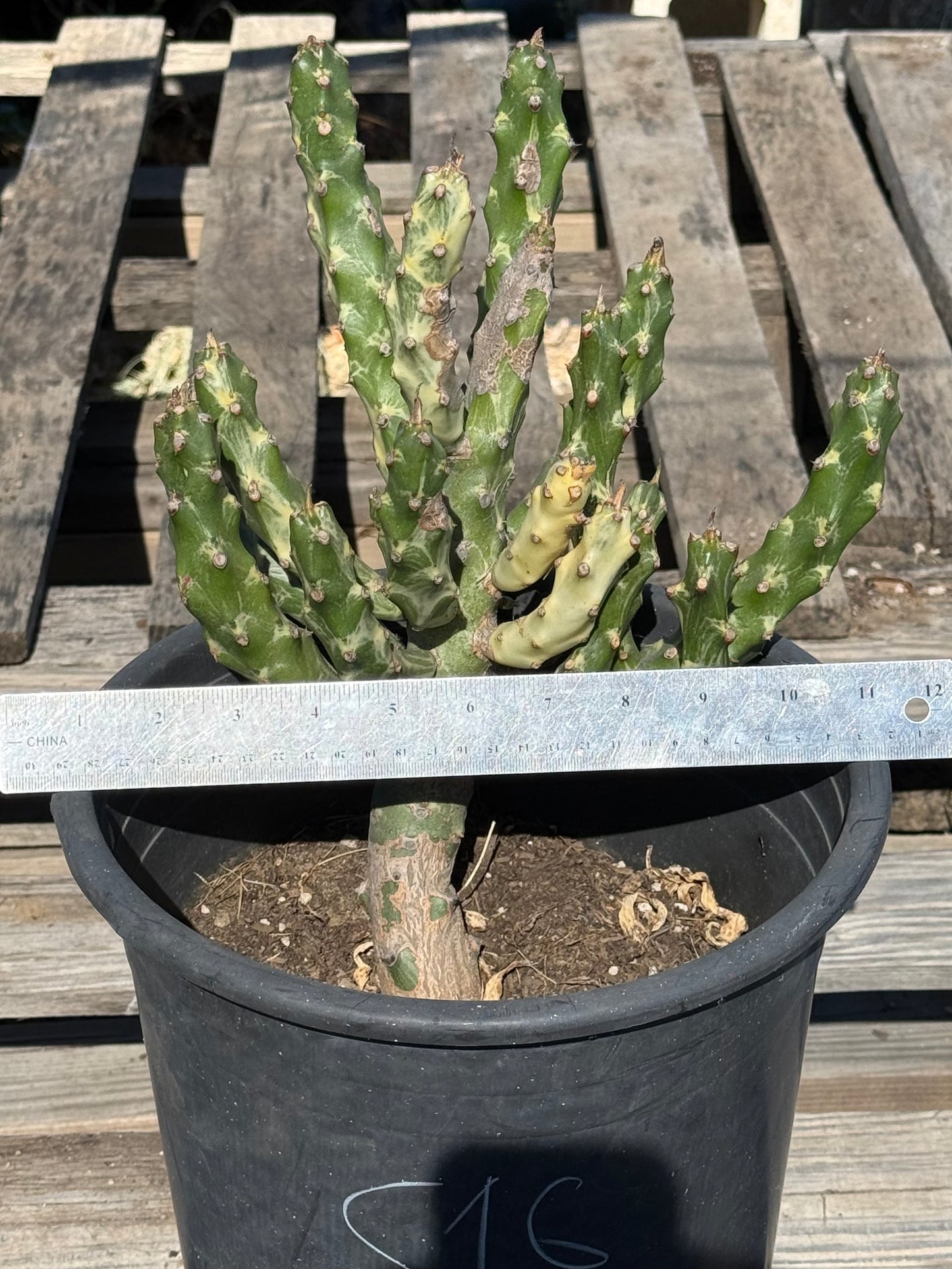5gal Euphorbia neriifolia variegata S16 | Euphorbia Neriifolia Variegated